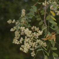 Chloroxylon swietenia DC.